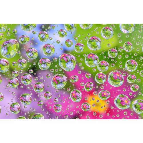 Washington State-Seabeck Flowers reflected in water drops